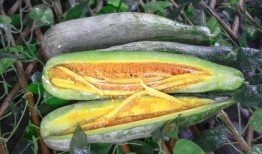 凯里网红吃瓜事件,揭秘网络舆论背后的真相与争议